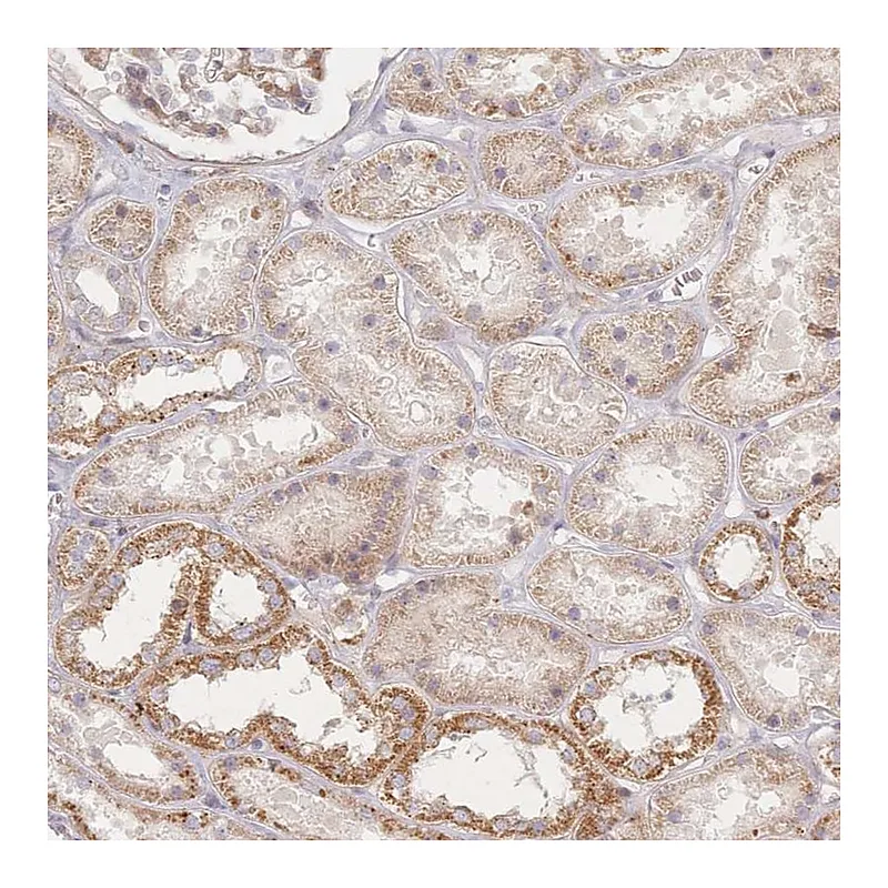 Atlas Antibodies Anti-ZNF852 Antibody