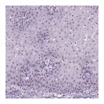 Atlas Antibodies Anti-ZNF865 Antibody