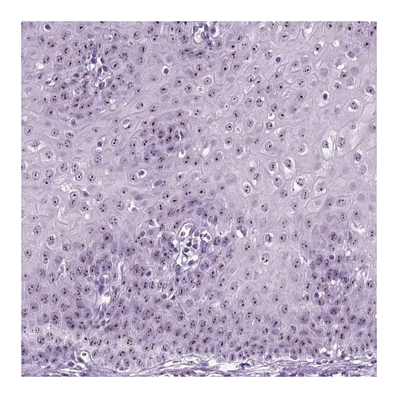 Atlas Antibodies Anti-ZNF865 Antibody