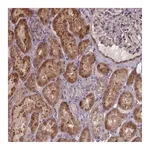 Atlas Antibodies Anti-ZNF879 Antibody