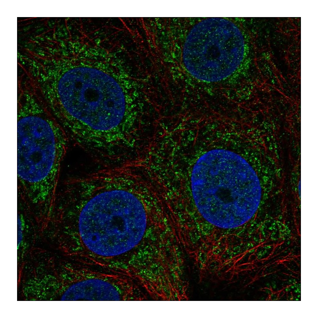 Atlas Antibodies Anti-ZNHIT3 Antibody