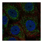 Atlas Antibodies Anti-ZNHIT3 Antibody