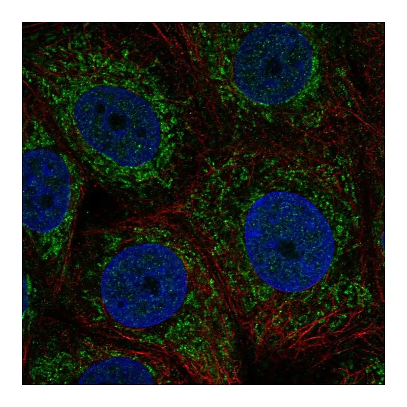 Atlas Antibodies Anti-ZNHIT3 Antibody
