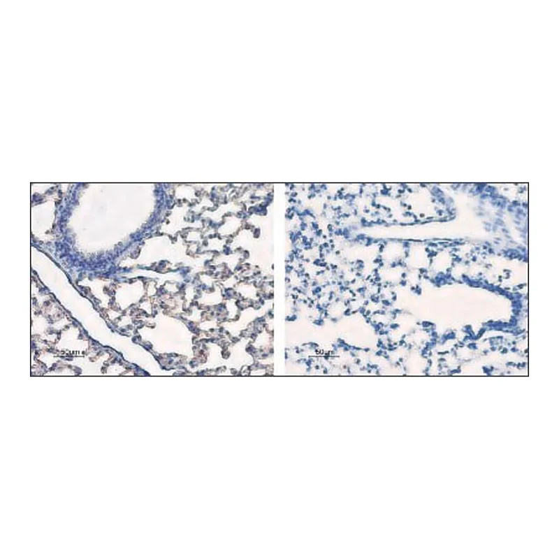Merck Anti-Water Channel Aquaporin 5 antibody produced in rabbit