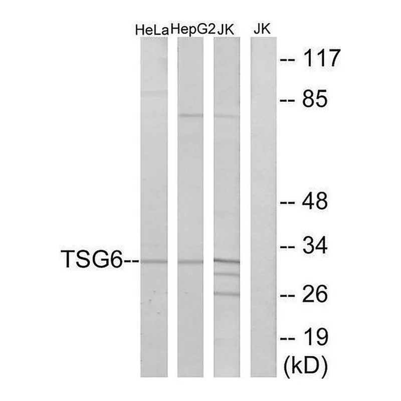 Merck Anti-TSG6 antibody produced in rabbit