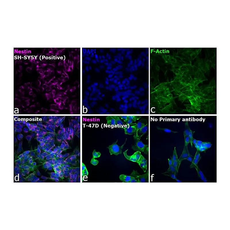 Thermo Fisher Scientific Goat anti-Mouse IgG (H+L) Cross-Adsorbed Secondary Antibody, Alexa Fluor 660