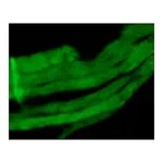 Merck MONOCLONAL ANTI-SKELETAL MYOSIN (FAST),&