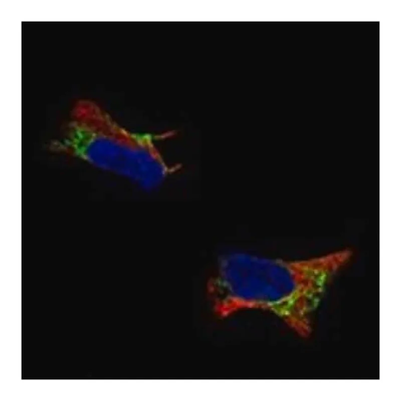 Merck Anti-PTN antibody produced in rabbit