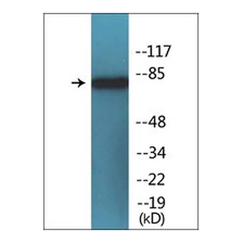 Merck ANTI-PHOSPHO-PI3-KINASE P85-ALPHA (PTYR6