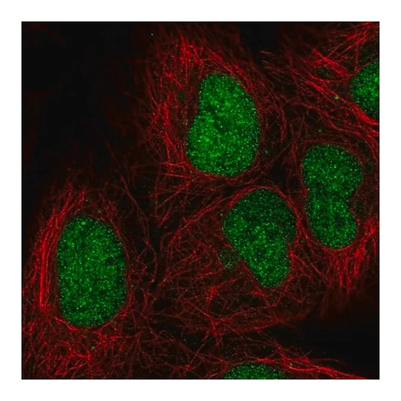 Merck Anti-ORC3 antibody produced in rabbit