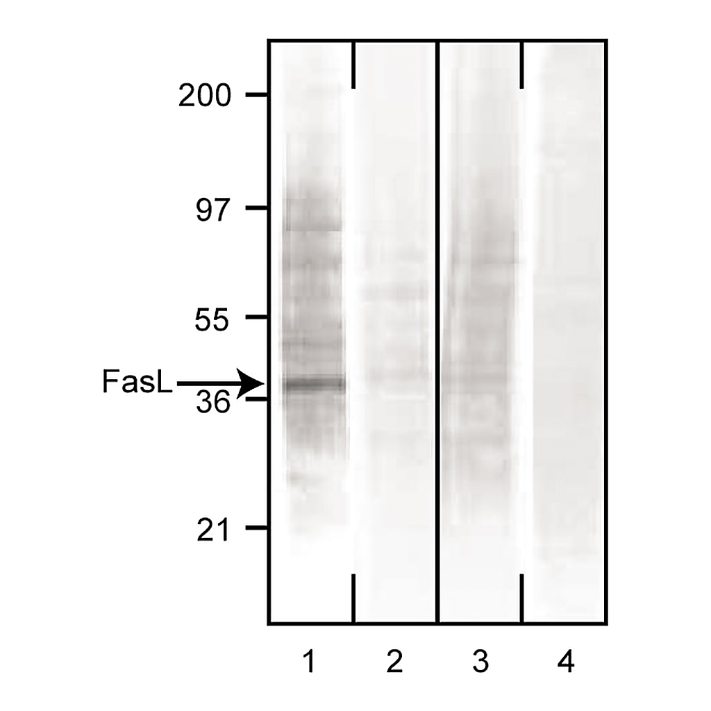 BD Purified Mouse Anti-Human CD178