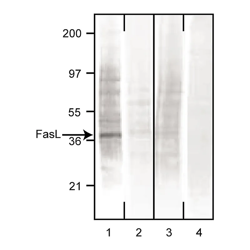 BD Purified Mouse Anti-Human CD178