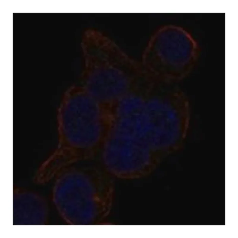 Merck Anti-LRRCC1 antibody produced in rabbit