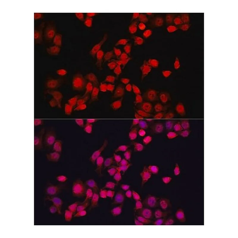 Merck Anti- YAP1 antibody produced in rabbit