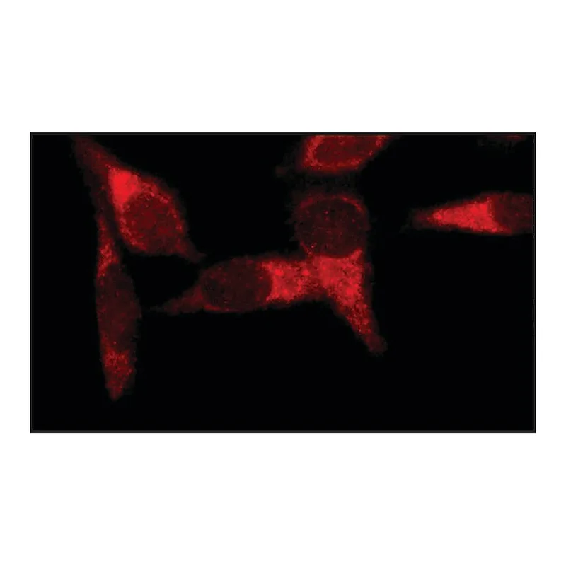 Merck Anti-Early Endosomal Antigen 1 (N-terminal) antibody produced in rabbit
