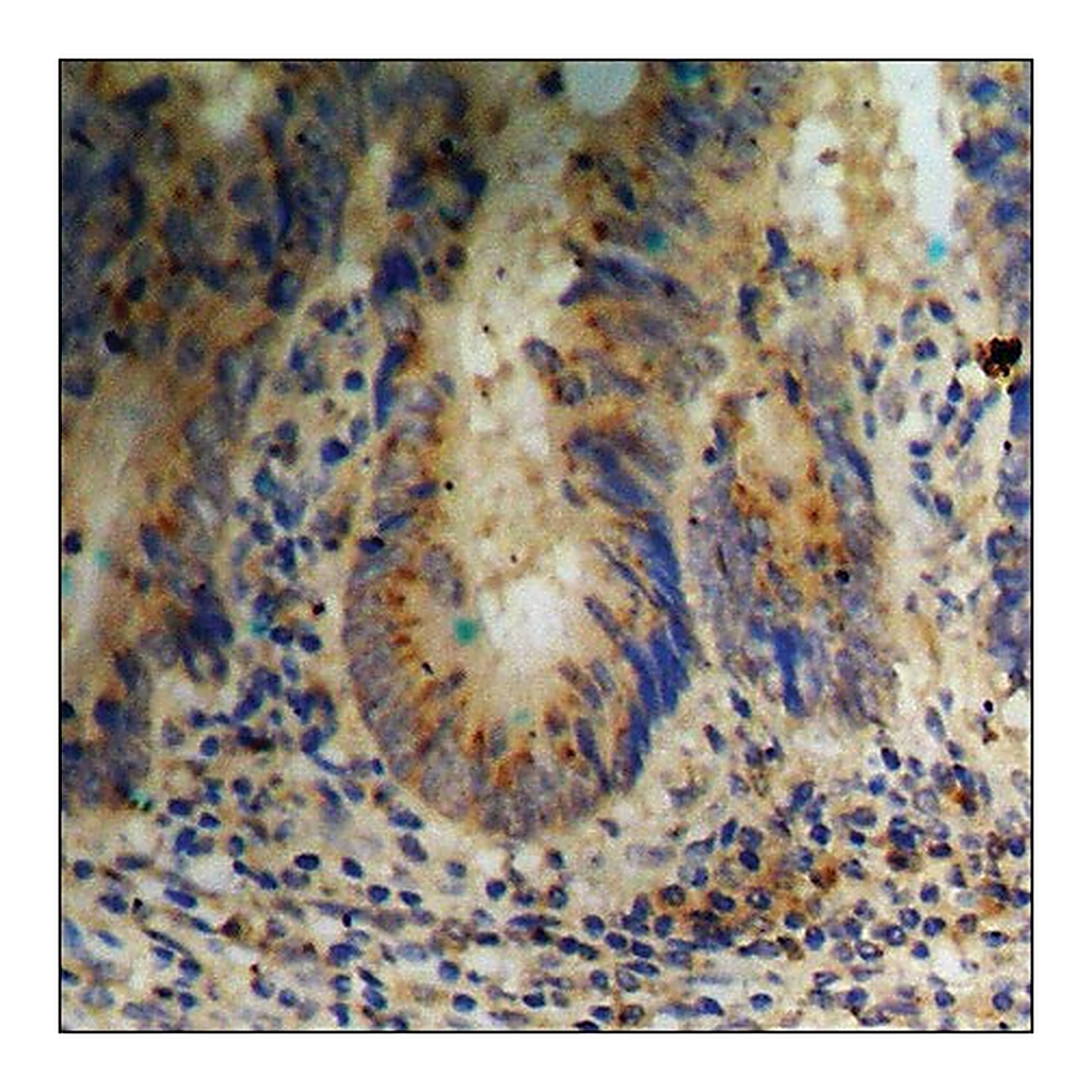 Merck Anti-phospho-ERK8 (pThr175+Tyr177) antibody produced in rabbit