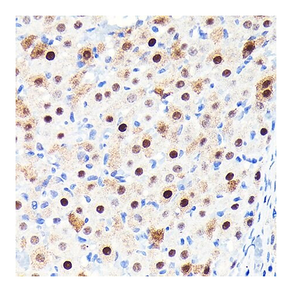 Merck Anti- CDKN1B/p27KIP1 antibody produced in rabbit