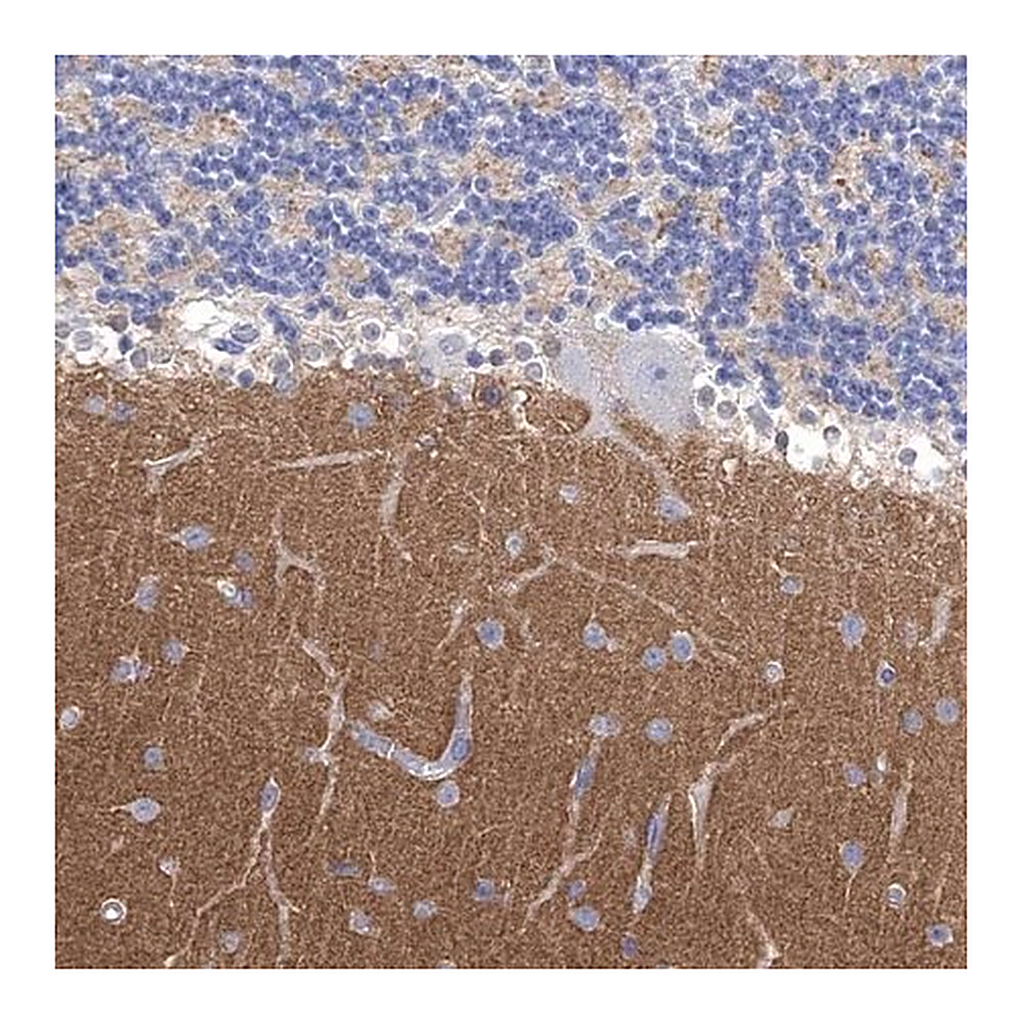 Merck Anti-SYT12 antibody produced in rabbit