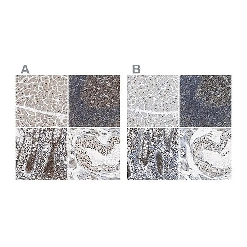 Merck Anti-USP28 antibody produced in rabbit