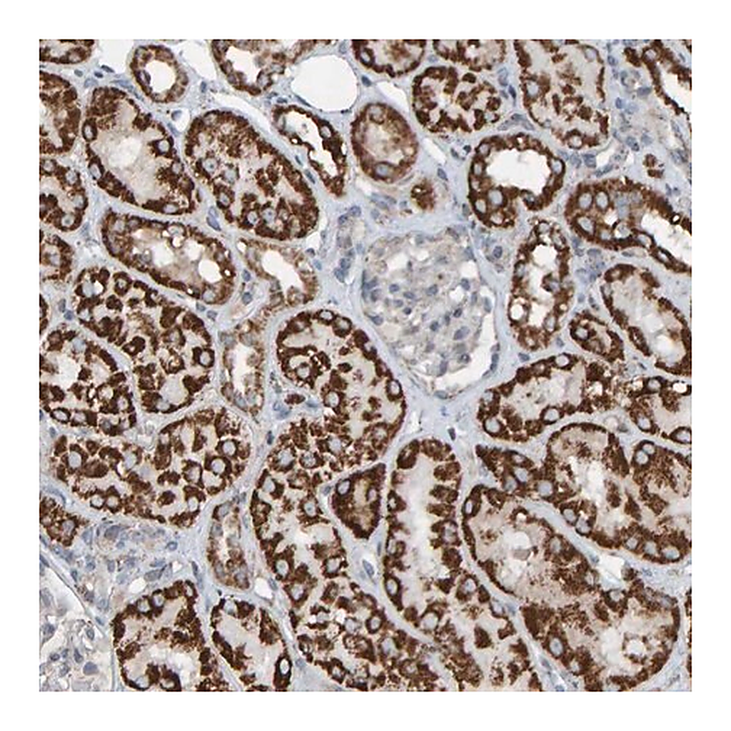 Merck Anti-ZNF48 antibody produced in rabbit