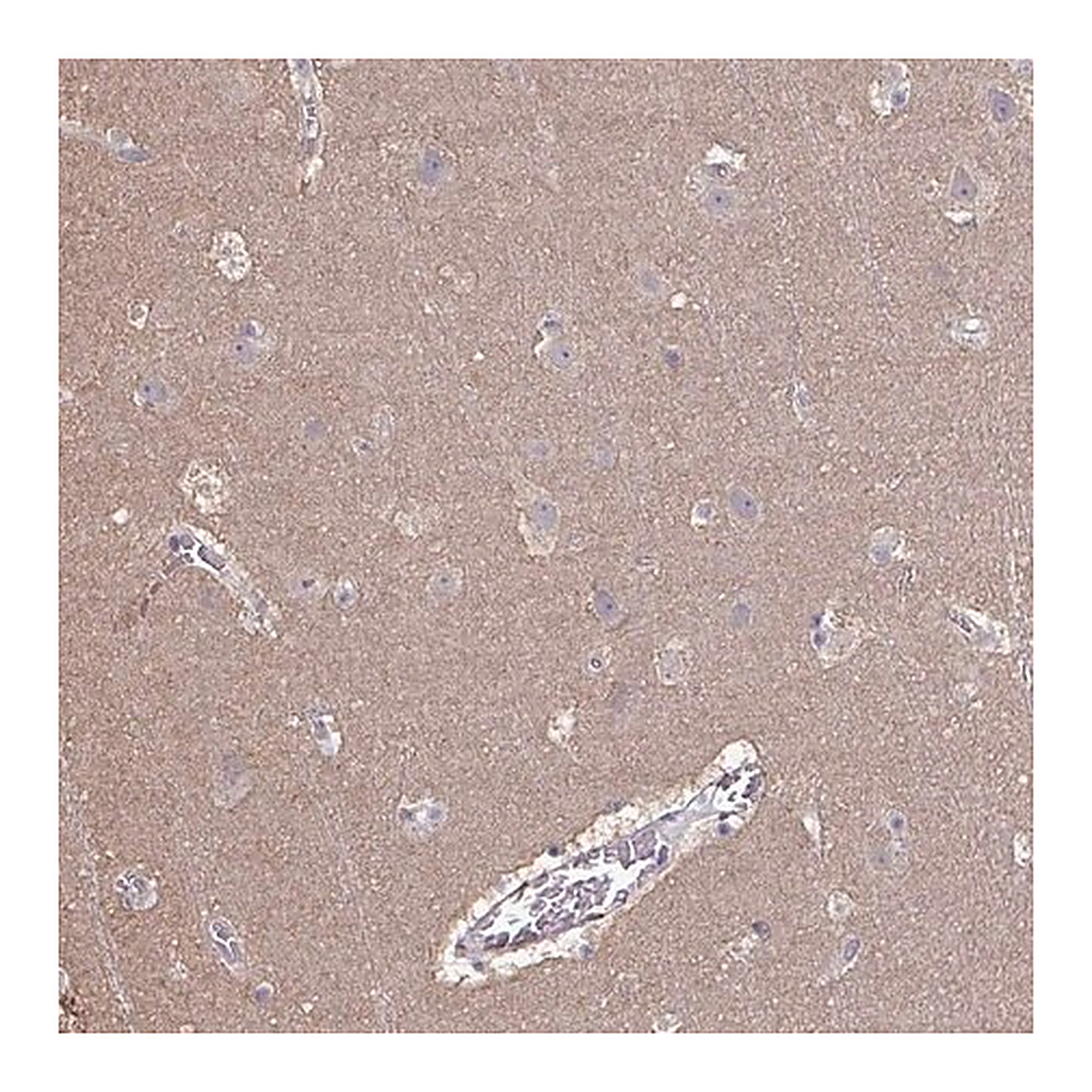 Merck Anti-LIX1 antibody produced in rabbit