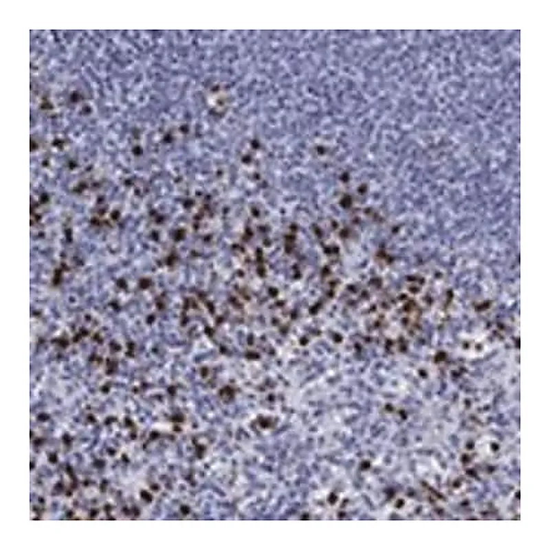 Merck Anti-TRIM29 antibody produced in rabbit