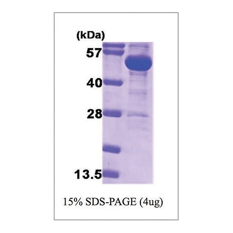 Merck G6PD from E. coli
