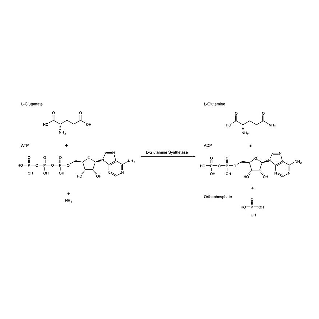 Merck L-Glutamine Synthetase from Escherichia coli