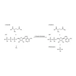 Merck L-Glutamine Synthetase from Escherichia coli