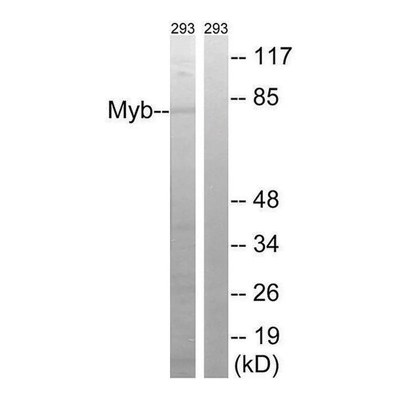 Merck Anti-MYB antibody produced in rabbit