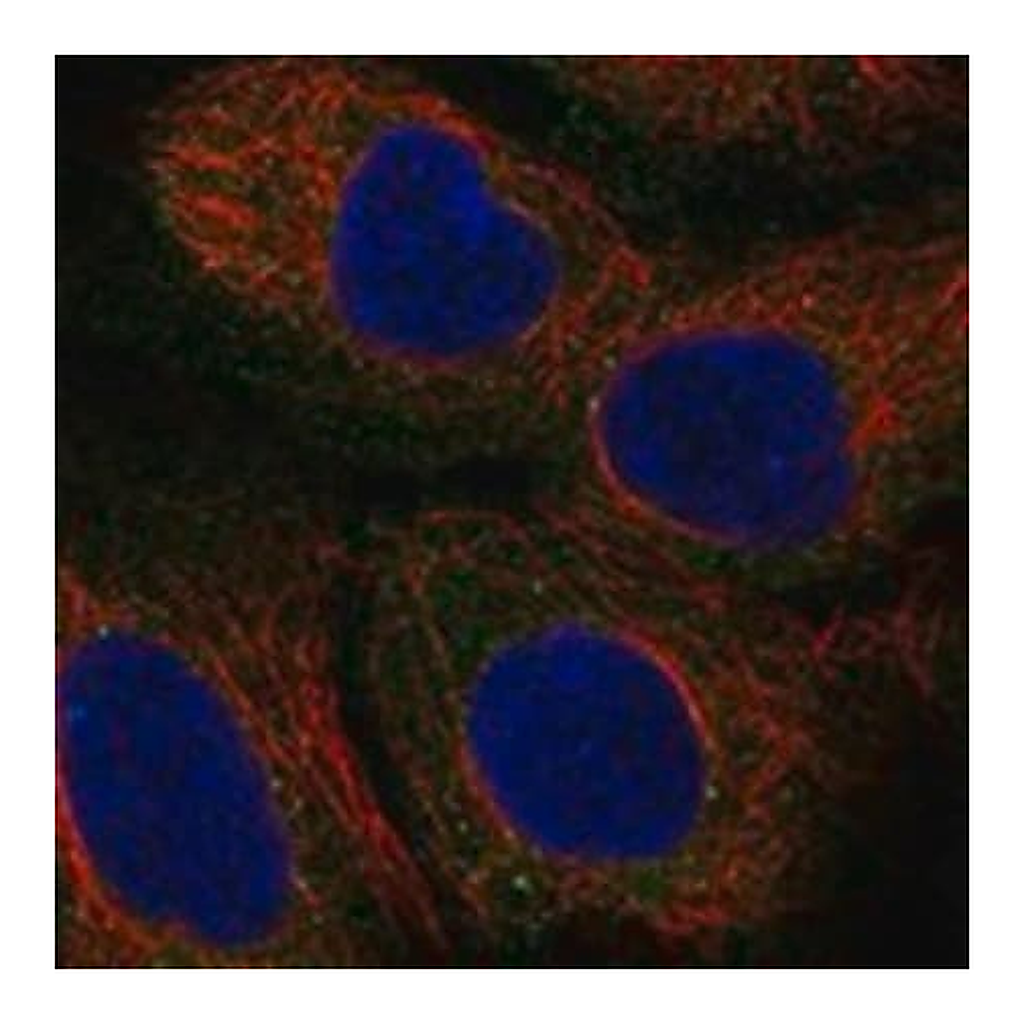Merck Anti-TRO antibody produced in rabbit