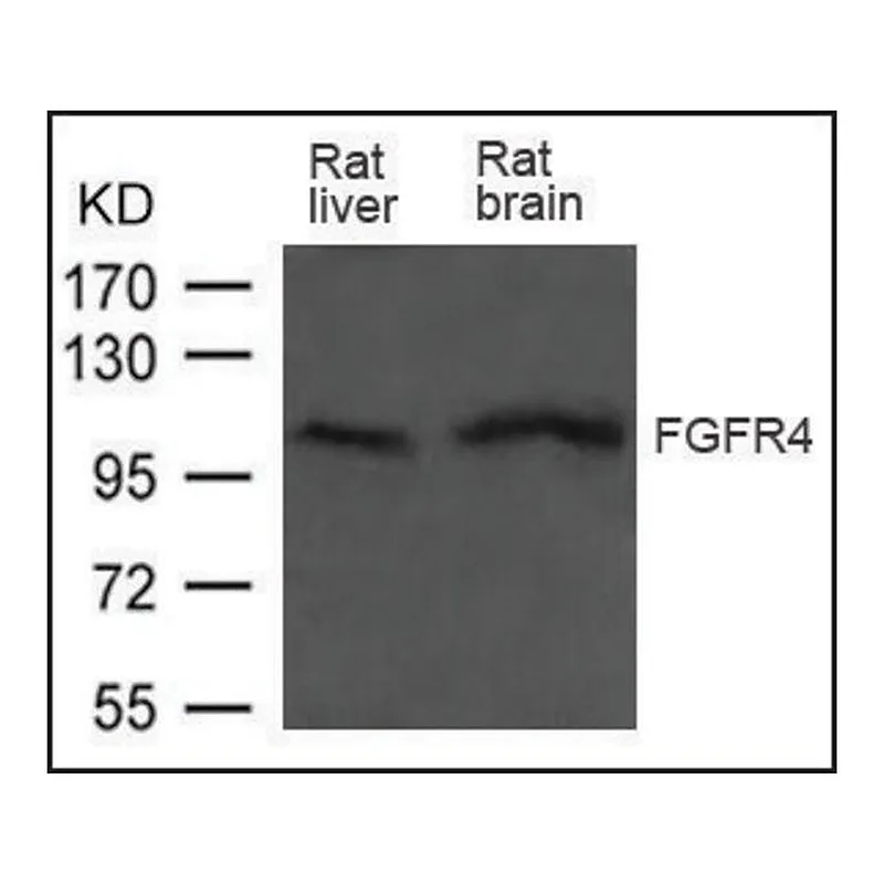 Merck Anti-FGFR4 antibody produced in rabbit