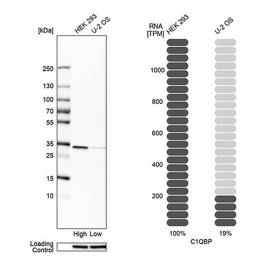 Merck Anti-C1QBP antibody produced in rabbit