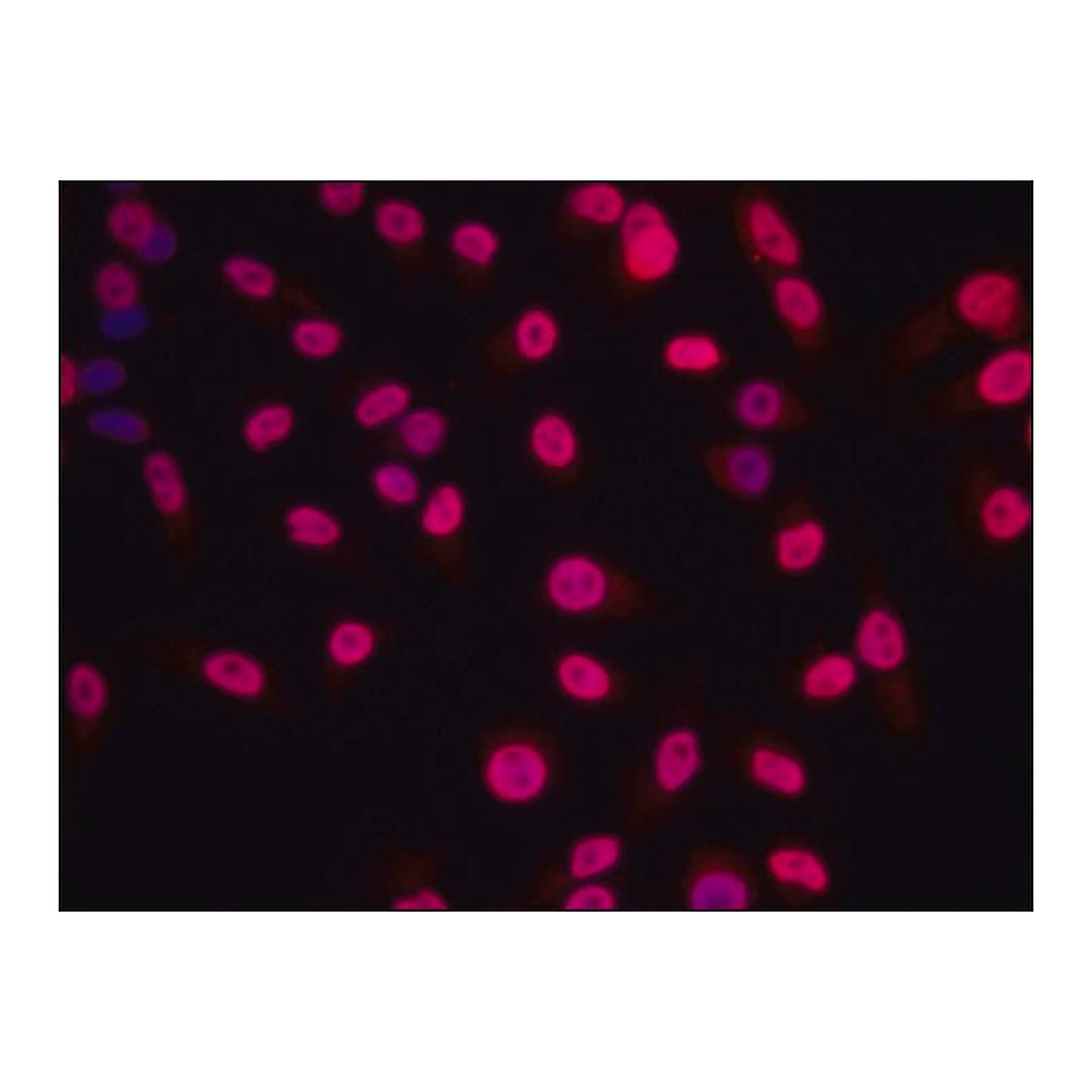 Merck Anti-Histone H1.4 antibody produced in rabbit