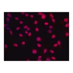 Merck Anti-Histone H1.4 antibody produced in rabbit