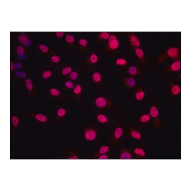 Merck Anti-Histone H1.4 antibody produced in rabbit