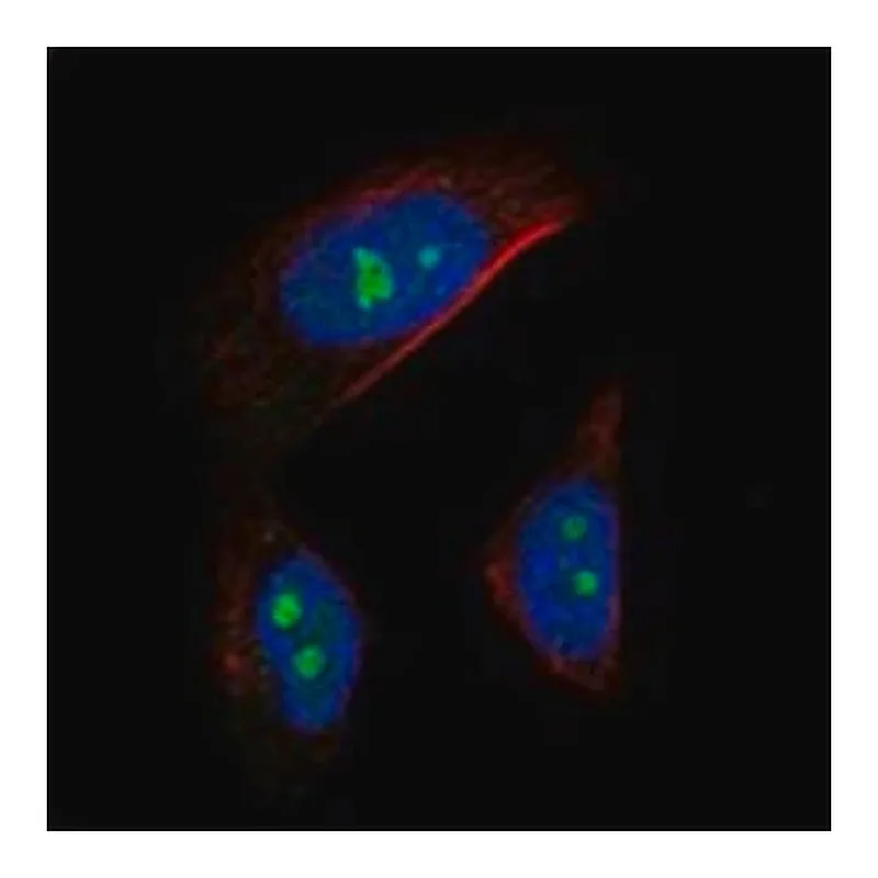 Merck Anti-AATF antibody produced in rabbit