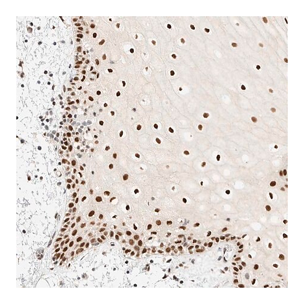 Merck Anti-PYGO2 antibody produced in rabbit