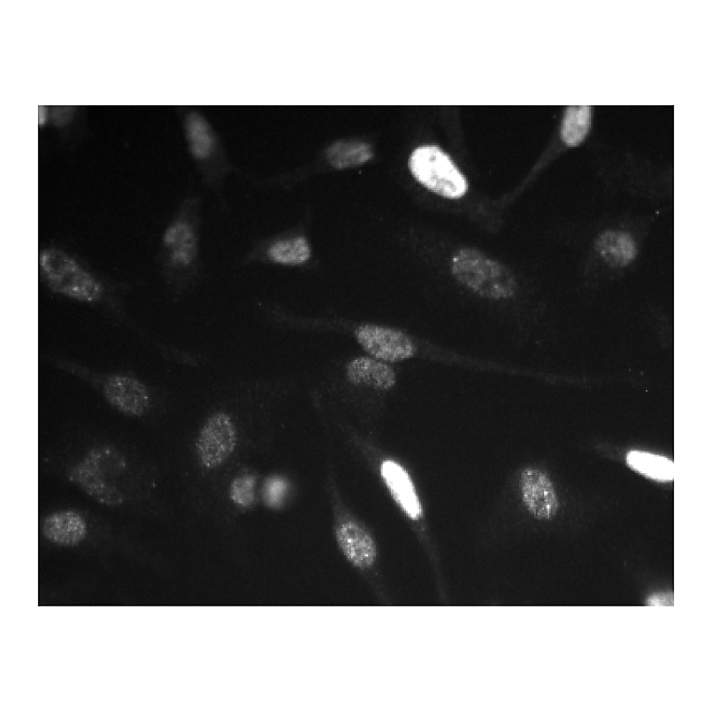 BD Purified Mouse Anti-Human Cyclin E