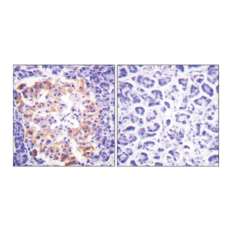 Merck Anti-Collagen III antibody produced in rabbit
