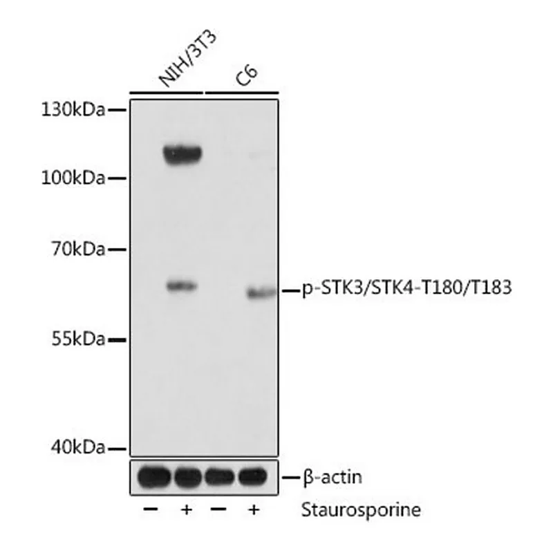 Merck Anti-Phospho-STK3/STK4-T180/T183 antibody produced in rabbit