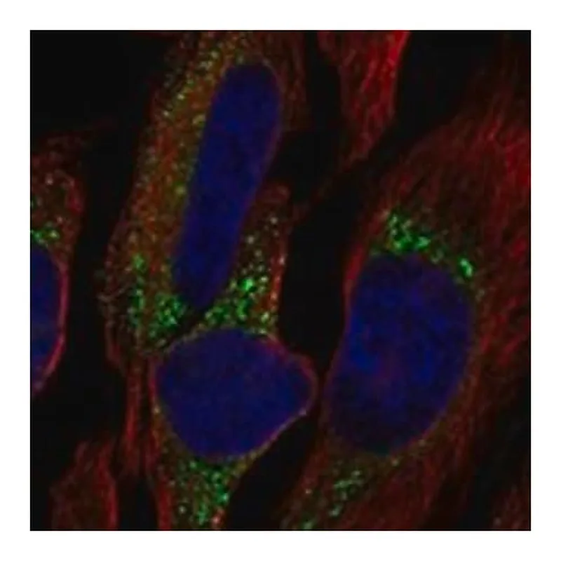 Merck Anti-COL7A1 antibody produced in rabbit