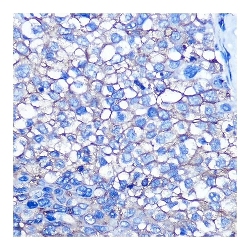 Merck Anti-CD13/ANPEP antibody produced in rabbit
