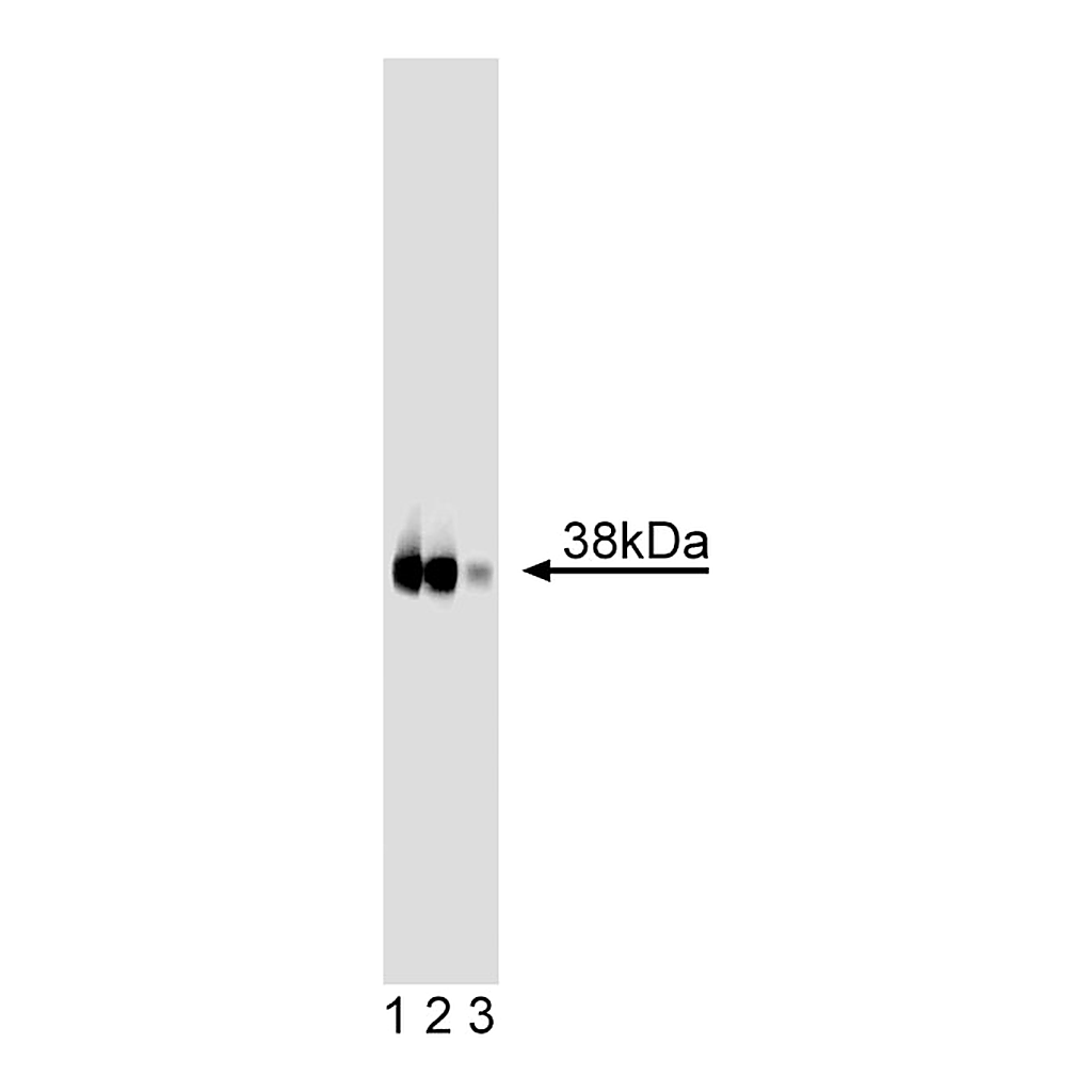 BD Purified Mouse Anti-JAM-1