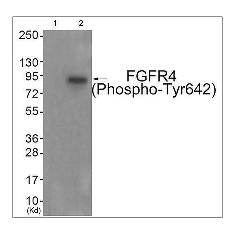 Merck Anti-phospho-FGFR4 (pTyr642) antibody produced in rabbit