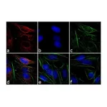 Thermo Fisher Scientific Goat anti-Mouse IgG (H+L) Cross-Adsorbed Secondary Antibody, Rhodamine