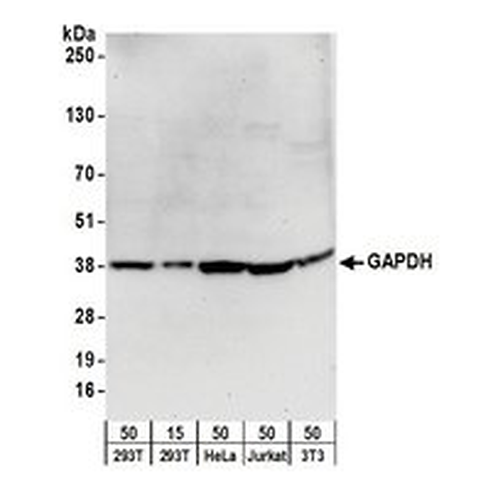 Merck GOAT ANTI-GAPDH ANTIBODY