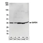 Merck GOAT ANTI-GAPDH ANTIBODY