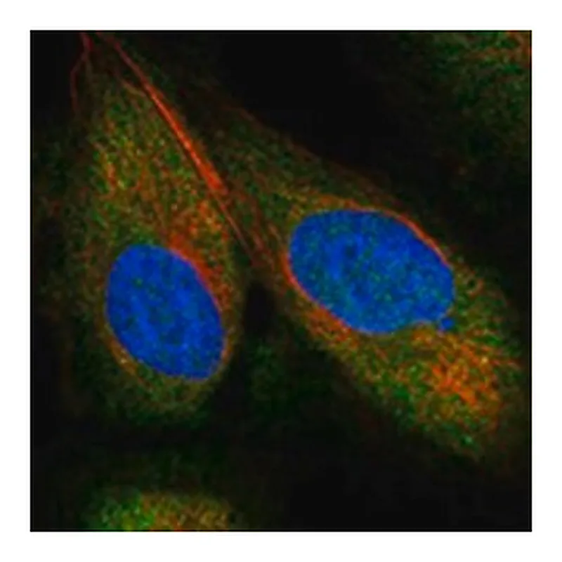 Merck ANTI-NEDD9 ANTIBODY PRODUCED IN RABBIT