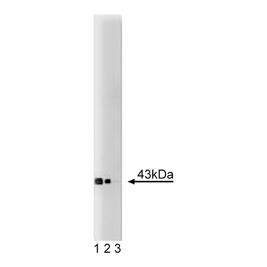 BD Purified Mouse Anti-Connexin-43